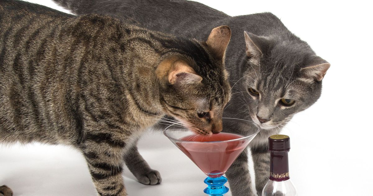 Save On Wine During National Drink Wine With Your Cat Week, A Holiday We Can All Get Behind photo