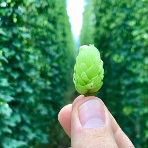 Welcome To Beer School: How Hops Are Grown And Harvested In South Africa photo