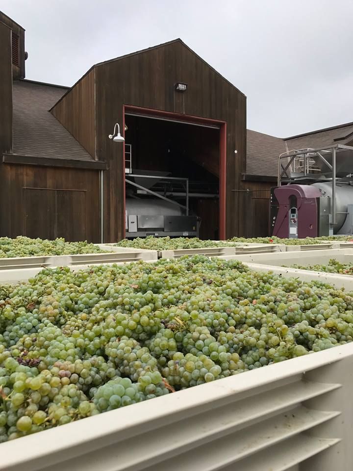 Views From A Napa Winemaker: Cakebread Cellars’ Stephanie Jacobs photo