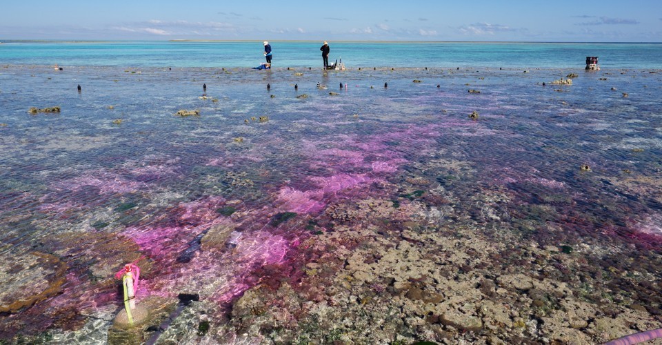 What A Giant Soda Stream Reveals About The Fate Of Corals photo