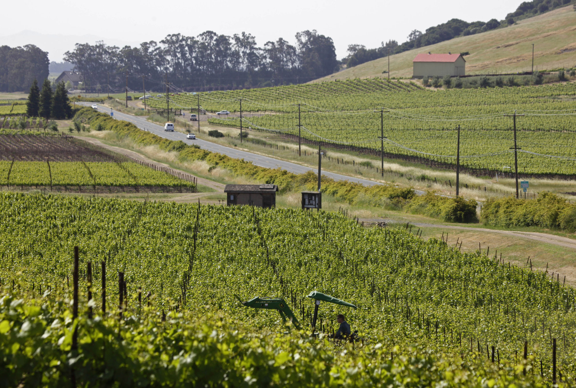 Wine Of The Week: West Sonoma Coast Wines photo