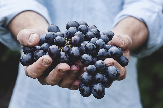 Cape Records Smallest Wine Grape Crops In 13 Years photo
