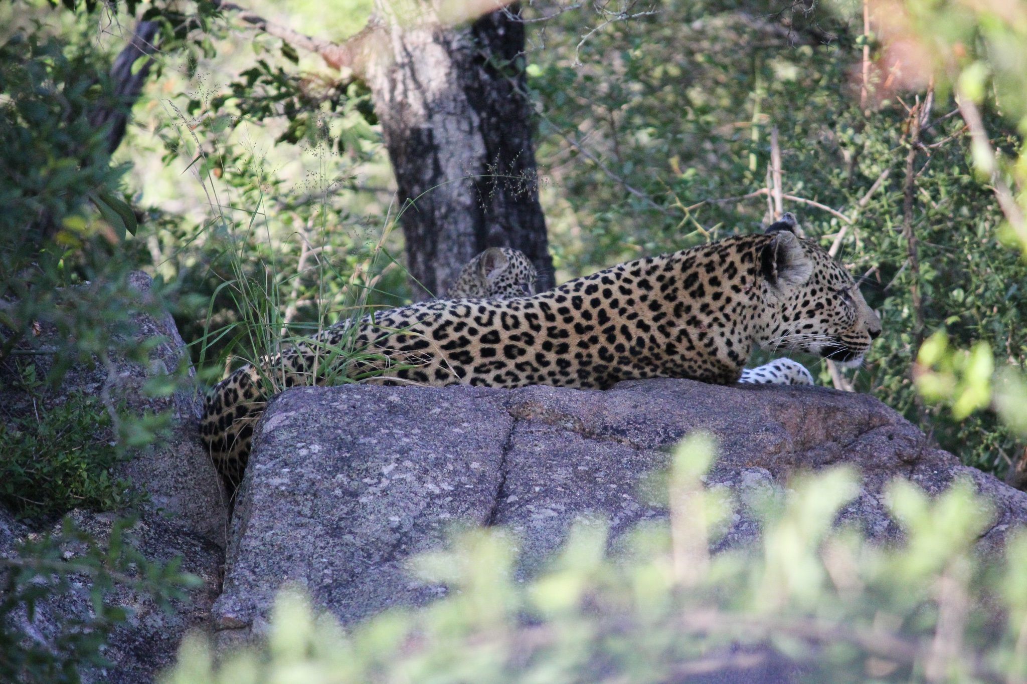 Talking Trees And Mating Leopards: Go On A Nature Escape In The Sabi Sands photo