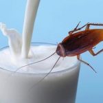 Cockroach milk could be the next non-dairy fad with three times the energy photo