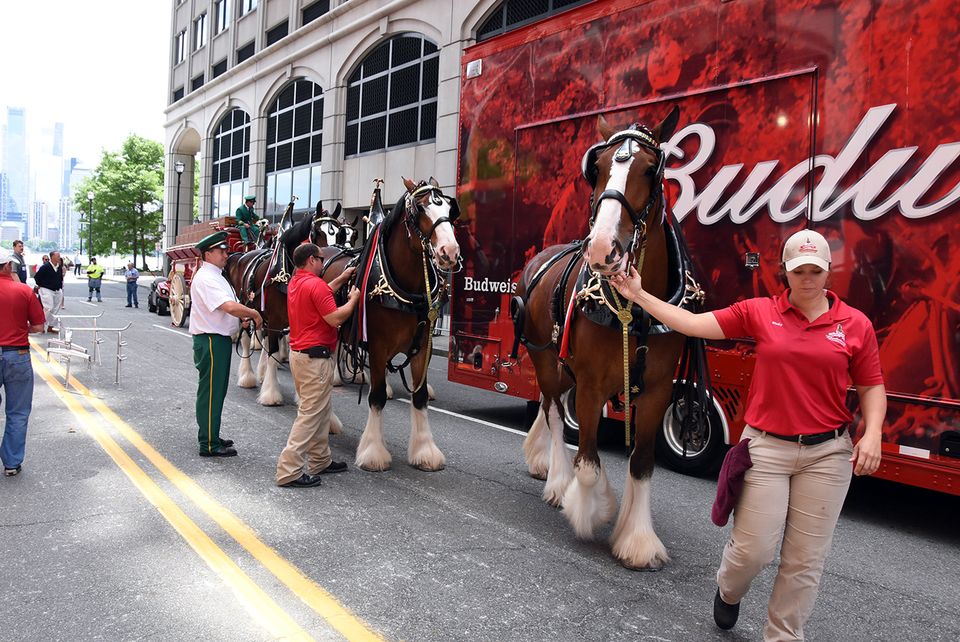 Budweiser Clydesdales Visit Jersey City (photos) photo