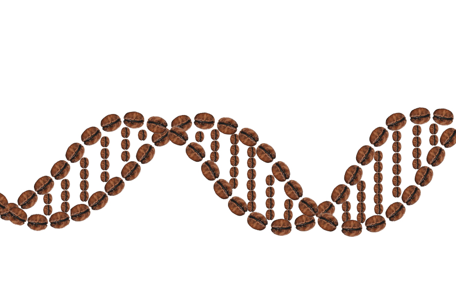 Scientists Use Coffee To Trigger Synthetic Genes To Treat Diabetes photo