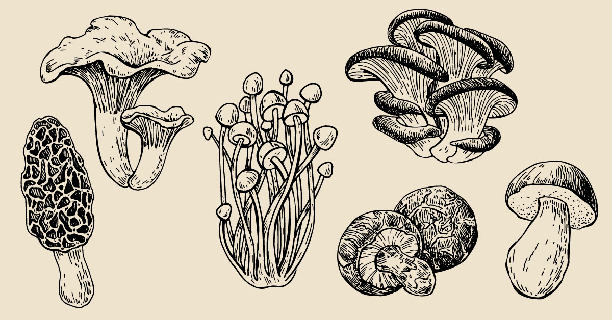 A Guide To Edible Mushrooms photo