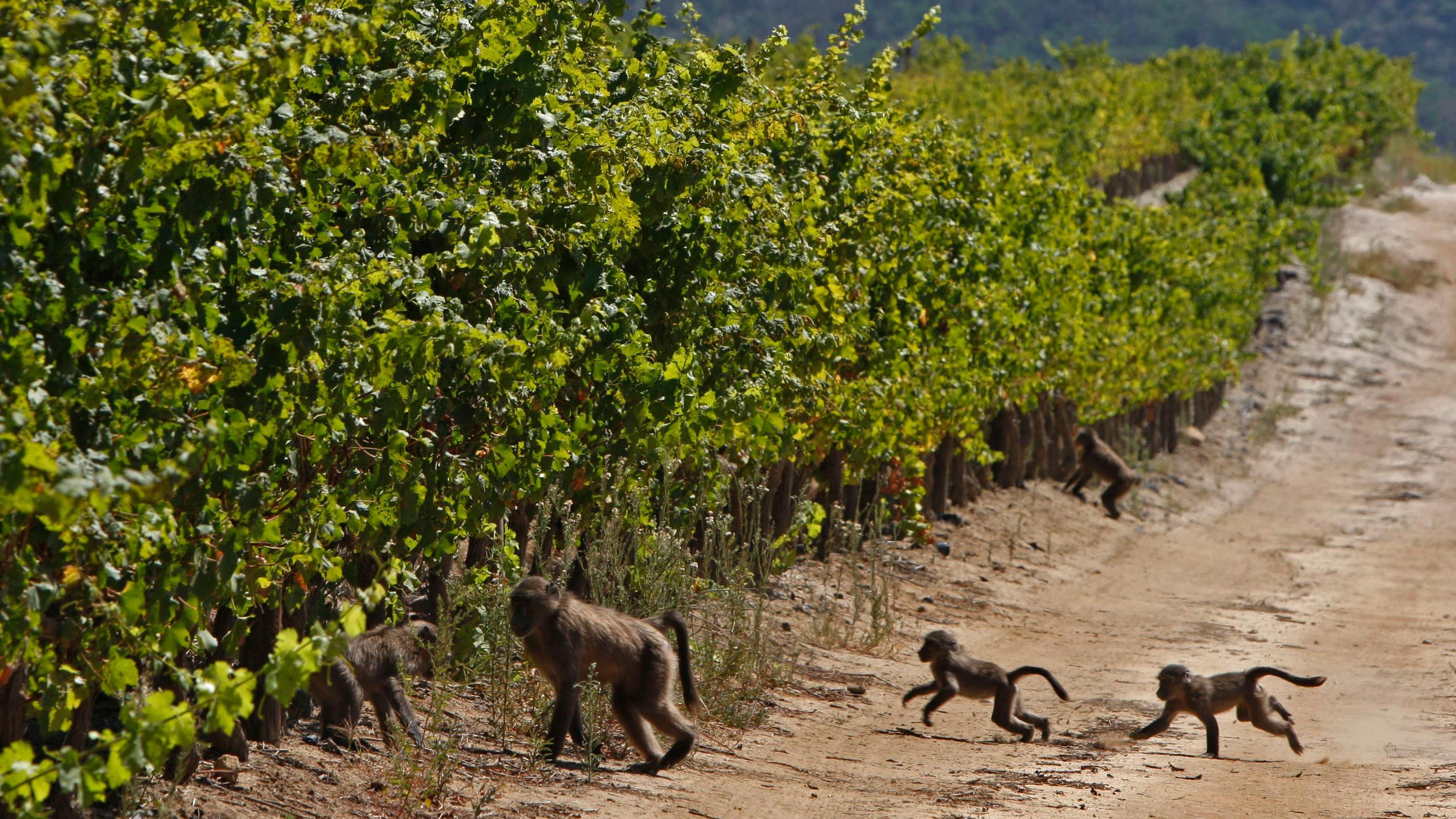 Call For Wine Boycott As Tipsy baboons Are Shot Dead photo