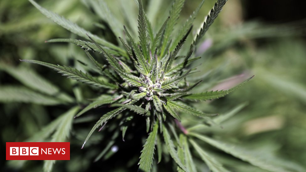 Corona Beer Firm Pours $4bn Into Weed photo