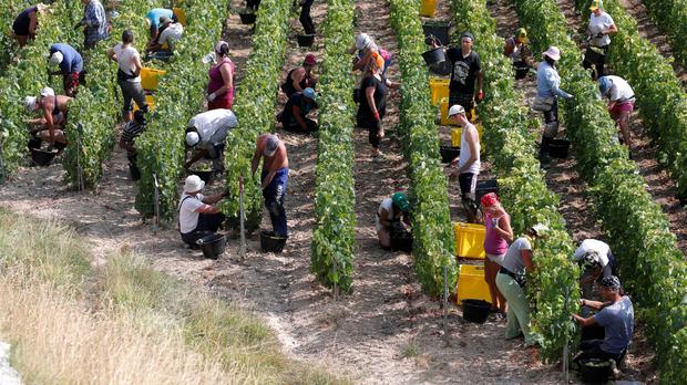 Champagne Producers Are Having A Bumper Year photo