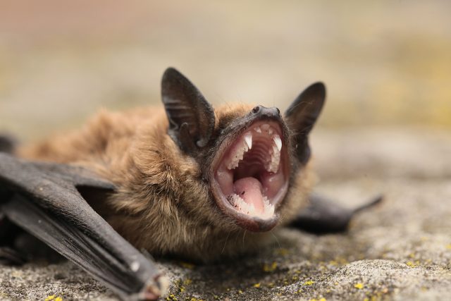 Vineyards In The Dordogne Invest In Bats To Protect Crops photo