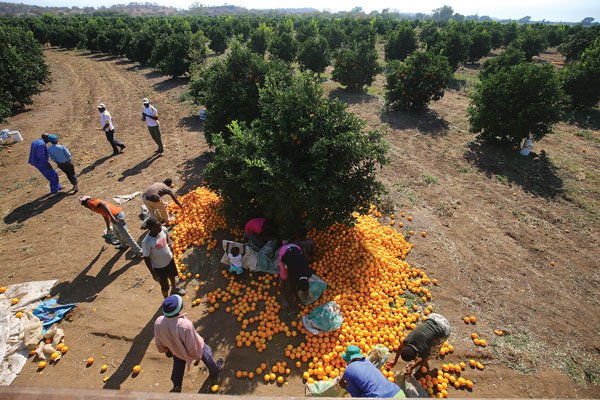 Schweppes Sees Huge Potential In Citrus Fruit Production photo