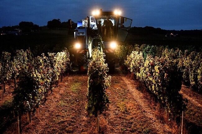 Bordeaux 2018: How It’s Shaping Up As Harvest Begins photo