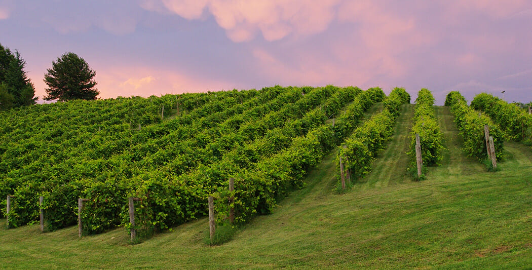 Growing Interest: Shenandoah Valley’s Unique Climate Spurs Its Wine Resurgence photo