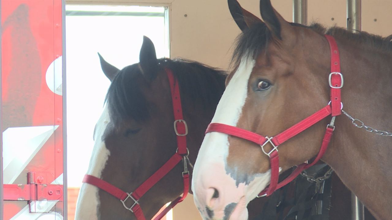 Budweiser Clydesdales Make Stop In South Central Kentucky photo