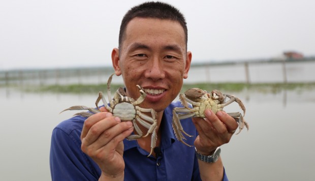 The Best Shanghai Hairy Crabs, The Secret To Farming Them And The Best Ways To Cook Them photo