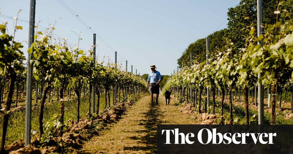 British Growers Raise A Glass To A Record Red Wine Harvest photo