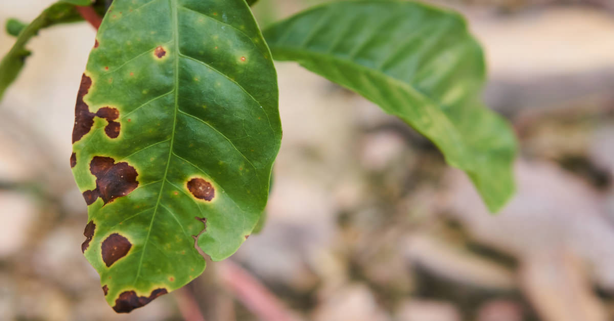 Devastating Coffee Rust Hits 70% Of Central America’s Arabica Plants photo