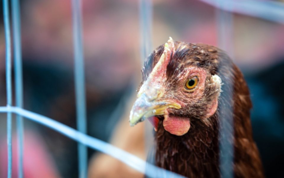 The Food Brands That Support Free-range Eggs photo