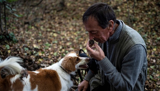 From Normal Dog To Truffle Hunting Champion: School In Italy Trains Canines To Sniff Out Prized Fungi photo