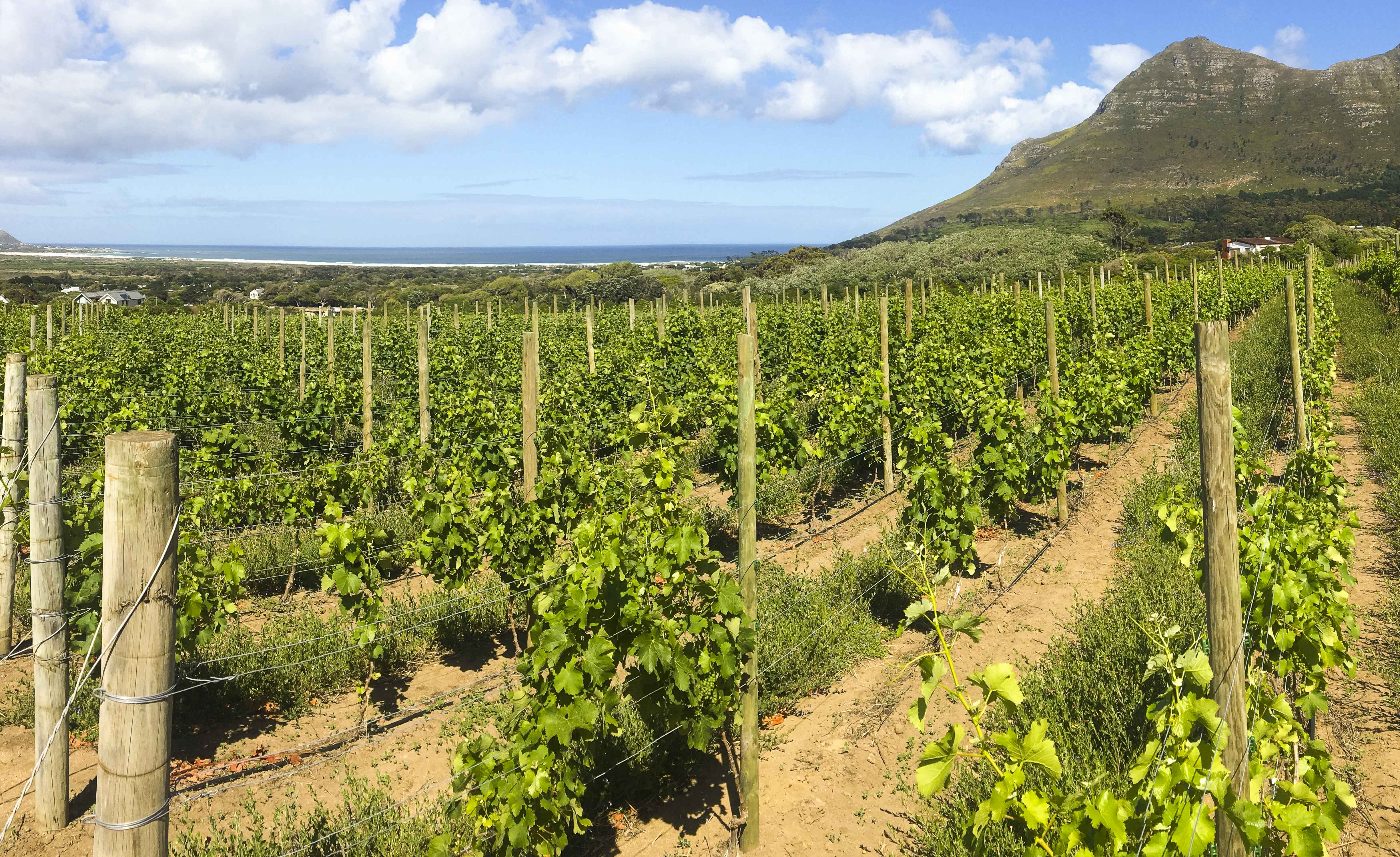 Cameron Ewart-smith: Cape Point For Winos photo