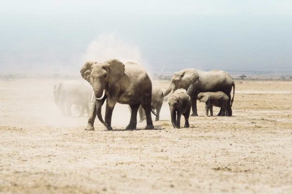 Amarula Raises ?50,000 For Elephant Conservation In Month-long Campaign photo