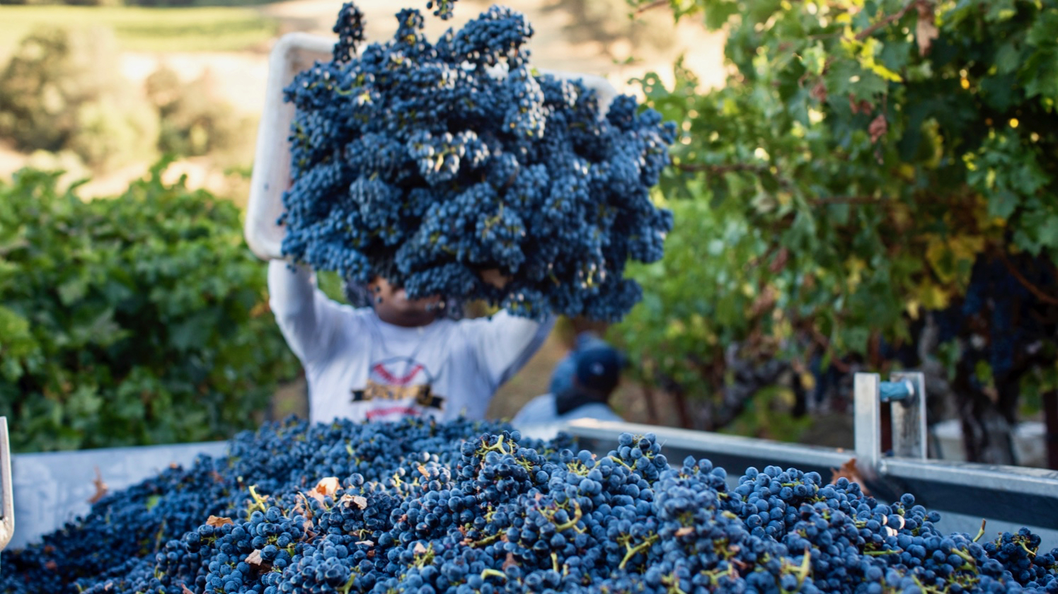 2018 Wine Harvest Report: Sonoma Sings Of An Ideal Year photo
