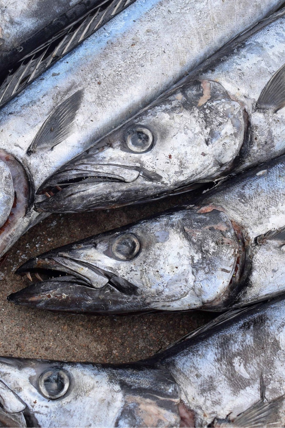 #biztrends2019: In Praise Of The Pilchard; The Delights Of Unfashionable Fish photo