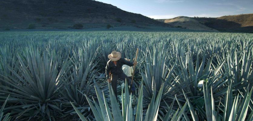The Secret Power Of The Tequila Plant That Could Help Feed The World photo