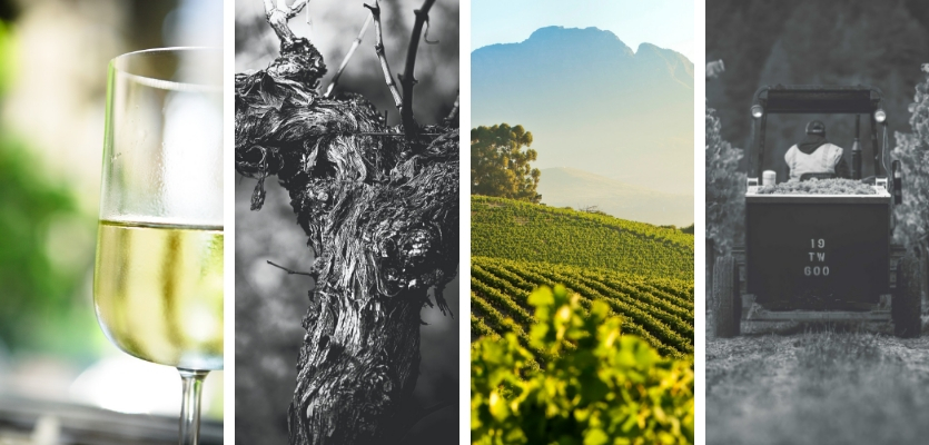 The Great Chenin Mystery: Why Is South African Chenin Blanc Underappreciated? photo