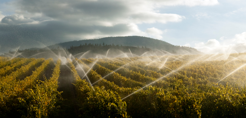 Turn It Off: Why The Wine Industry Should Prioritise Dry Farming photo