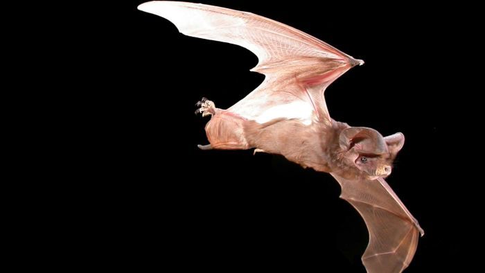 Meet The Tiny Bats That Could Be A Natural Solution To Battle Bugs Damaging Wine Grapes photo