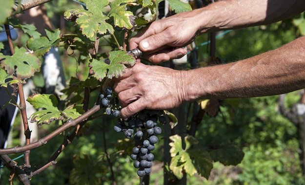 Cape Wine Production Set To Be Low After 3-year Drought photo