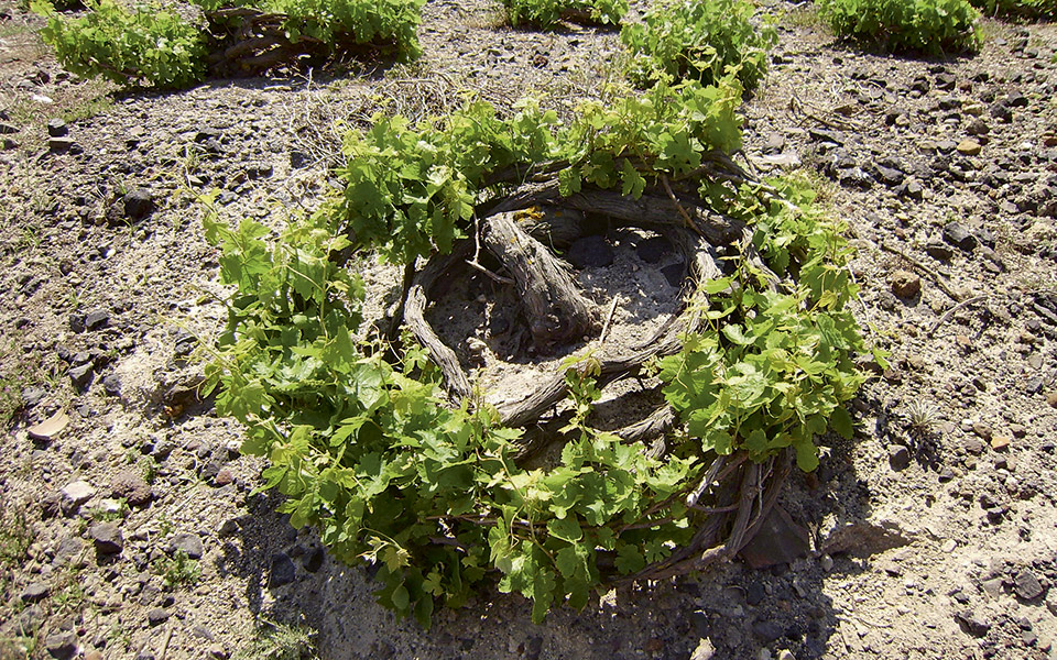 Santorini or Stellenbosch? Jordan gets new Assyrtiko vines photo