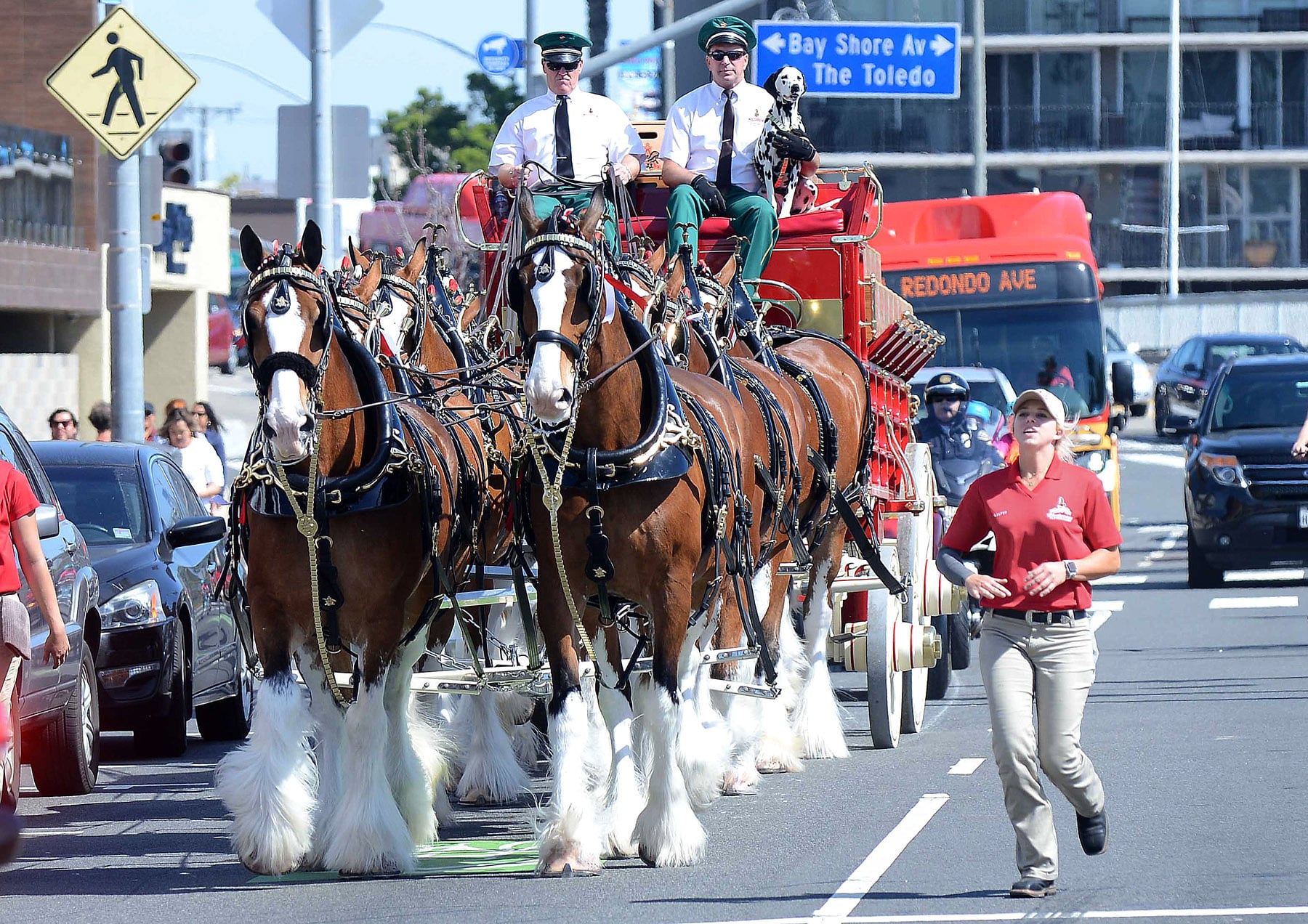 Budweiser Clydesdales Make Their Way Down 2nd Street In Belmont Shore ? Long Beach Post photo