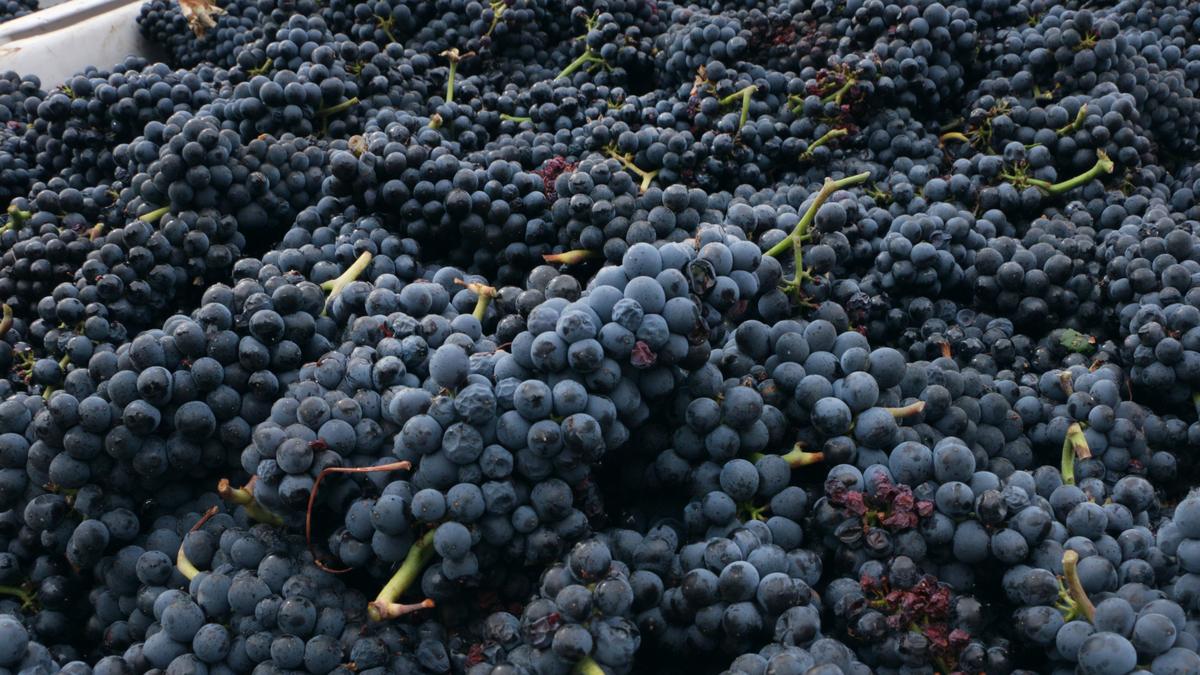 Southern Oregon Grape Growers Fight Willamette Valley On Wine Purity photo