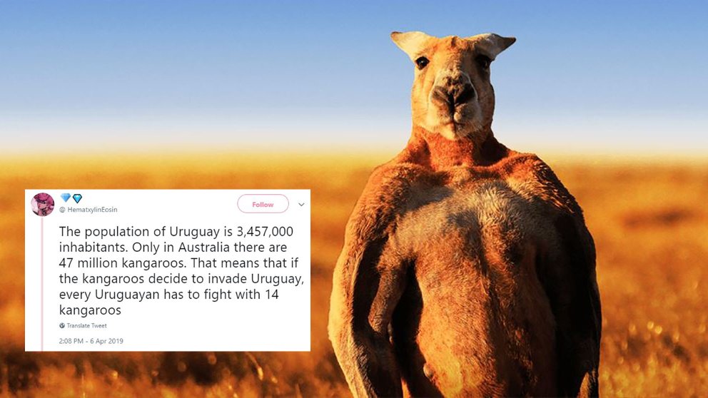 Uruguay Is Freaking Out About An ‘australian Kangaroo Invasion’ photo