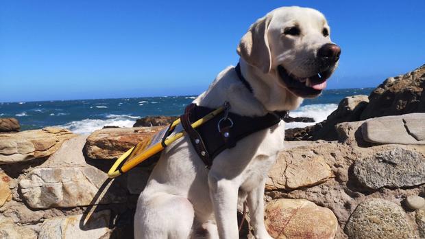 Awareness Needed On Guide Dogs Who Assist People With Disabilities photo