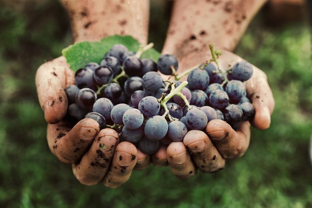 Organic, Biodynamic, Sustainable Wines Explained photo