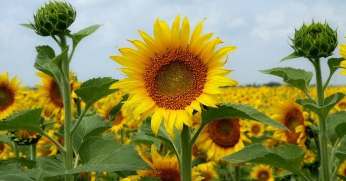 Sunflowers Of Sanborn Will Bloom Again photo