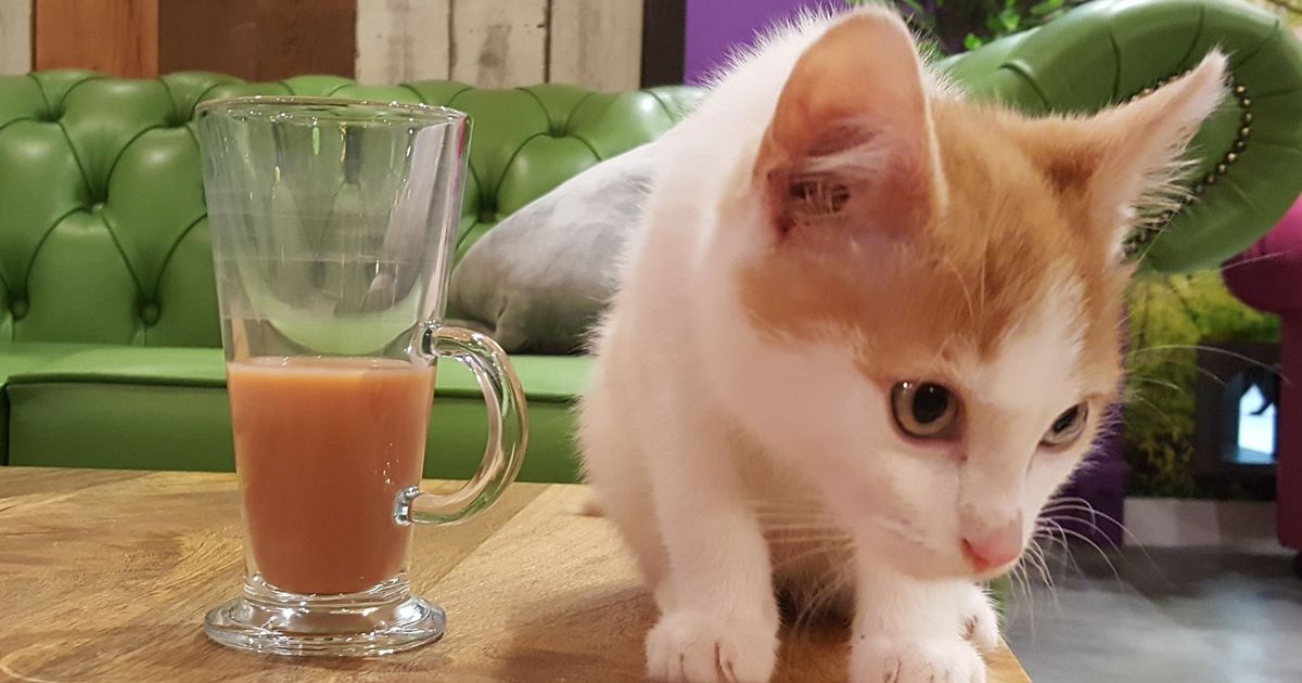 Grand Central’s Kitty Cafe Revealed photo