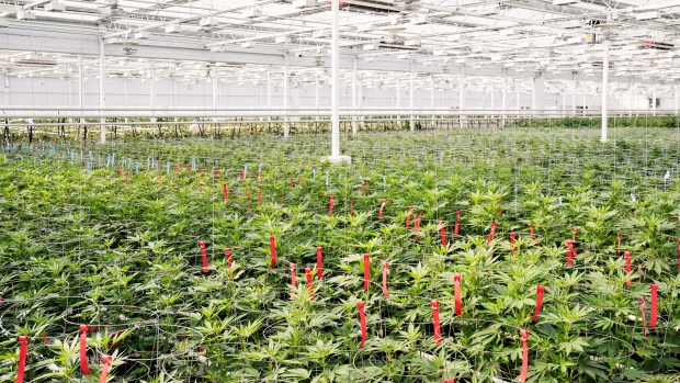Cannabis Canada: Aphria To Stabilize Canadian Operations Before Exploring U.s. Options: Chair photo