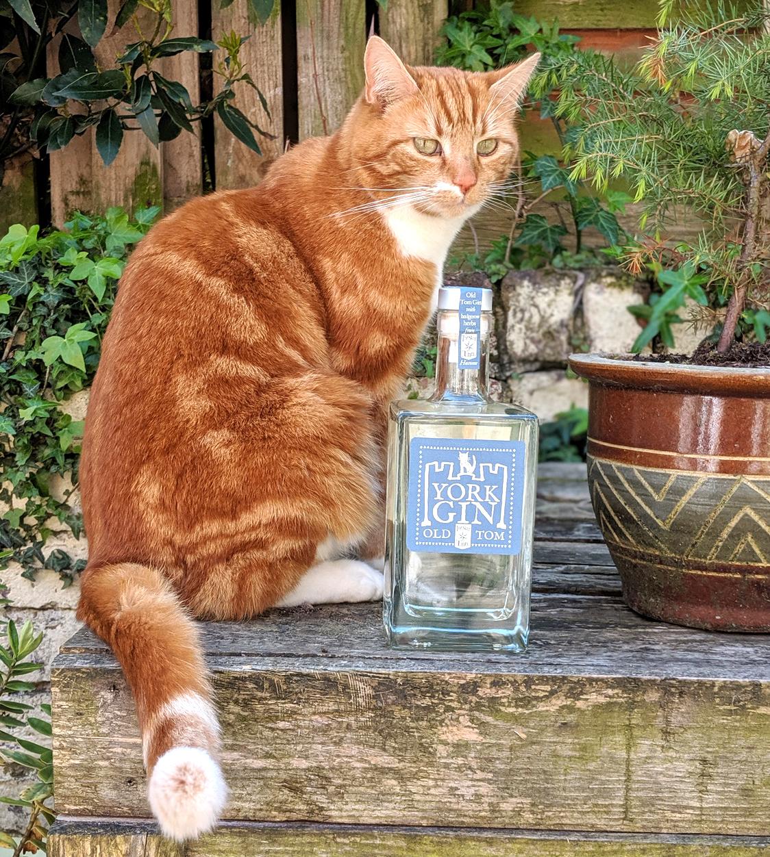 New cat-inspired Gin launched with help of top chef photo