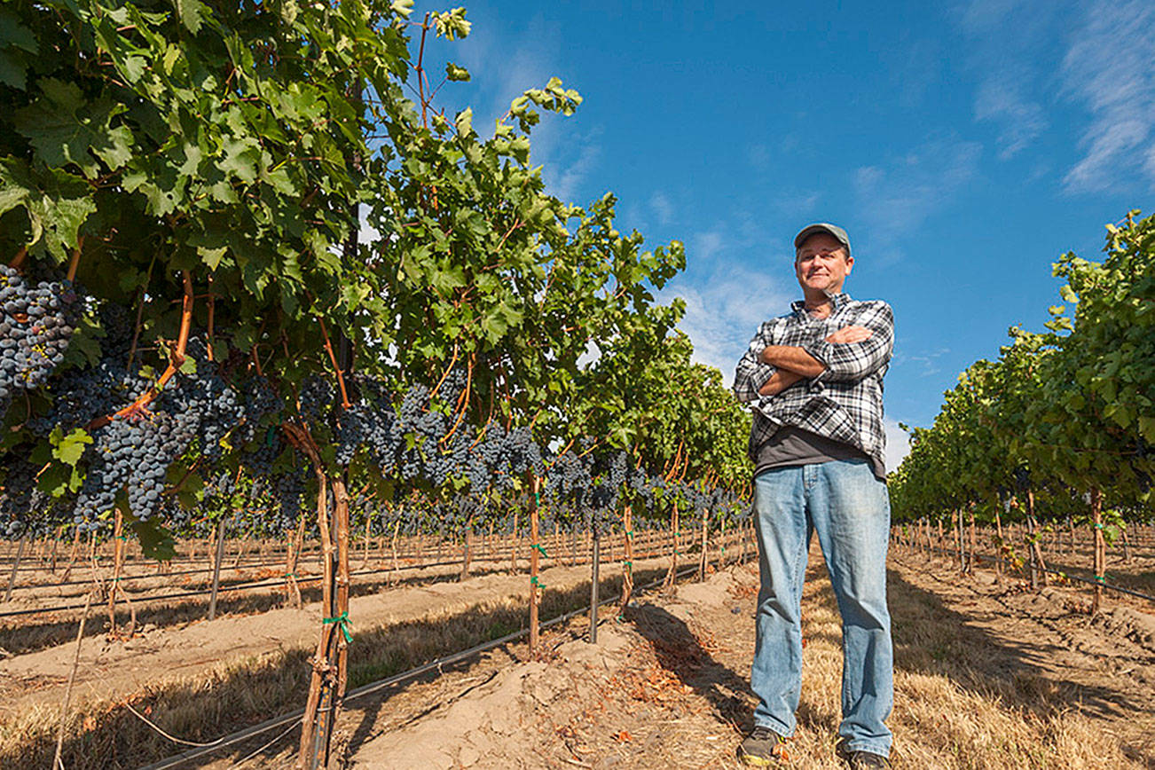 Grapes Native To Rhone Valley Thrive In Washington Vineyards photo