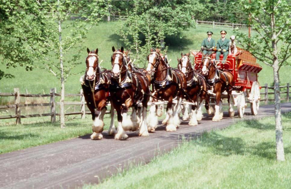 The Famous Budweiser Clydesdales Are Coming To Clemson Later This Month photo