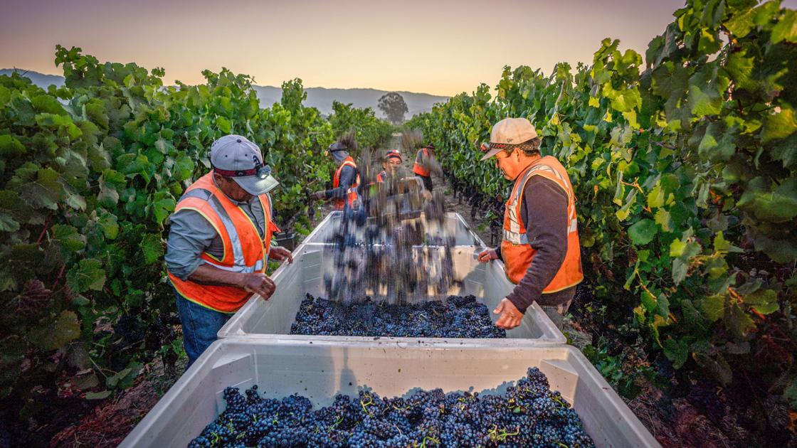 2019 Grape Harvest Began Before Dawn Tuesday At Mumm Napa Valley photo
