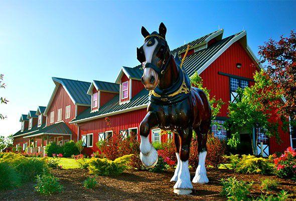 Warm Springs Ranch To Offer Vip Experience, Access To Budweiser Clydesdales Facility photo