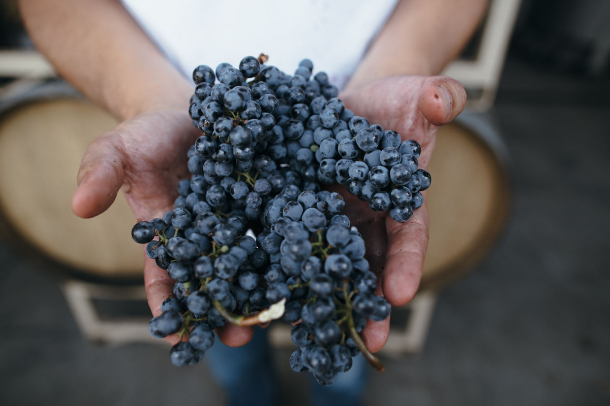 Experiencing The Wonders Of Harvest Season In Sonoma County photo