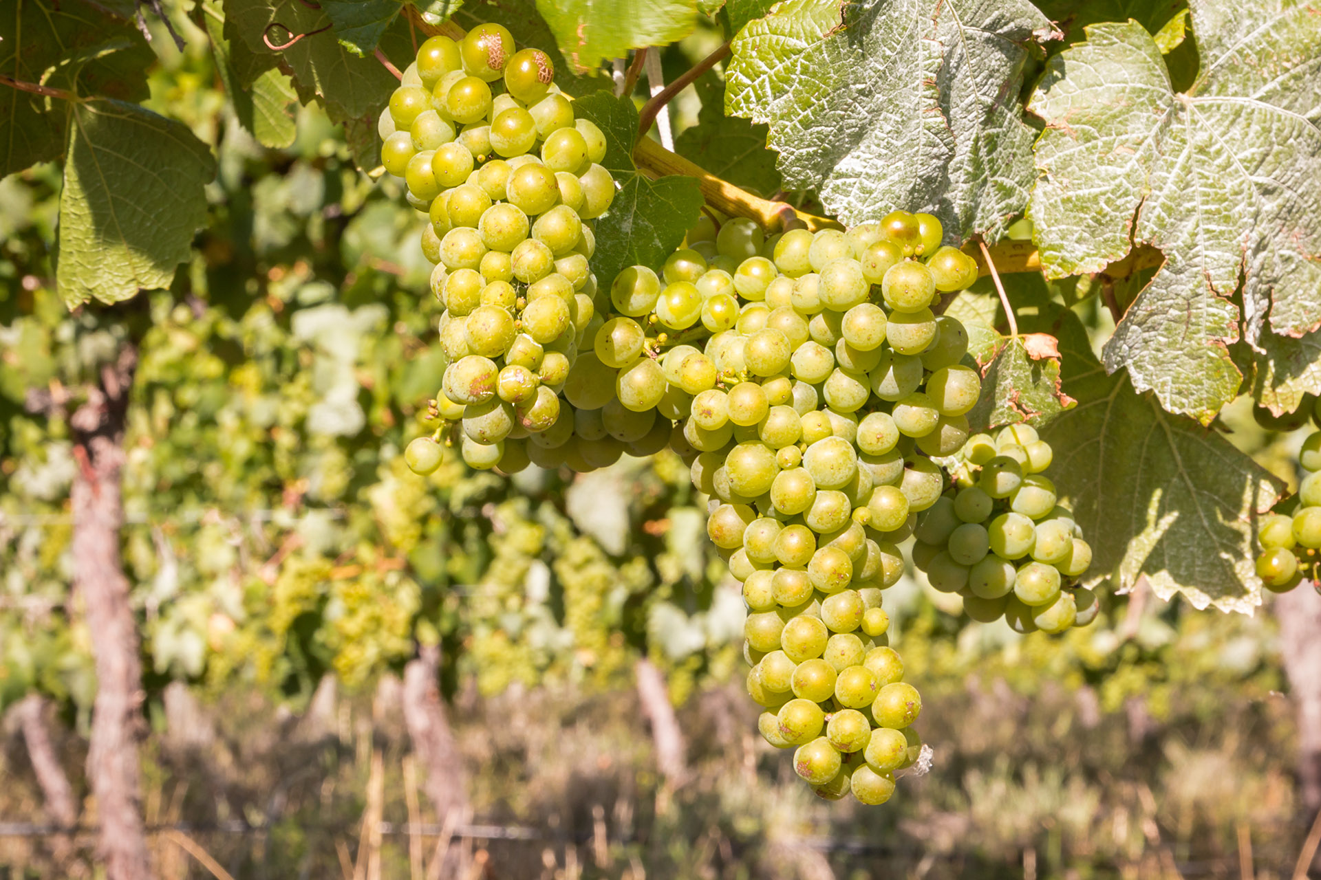 Your Next Best Riesling May Be From…australia? photo