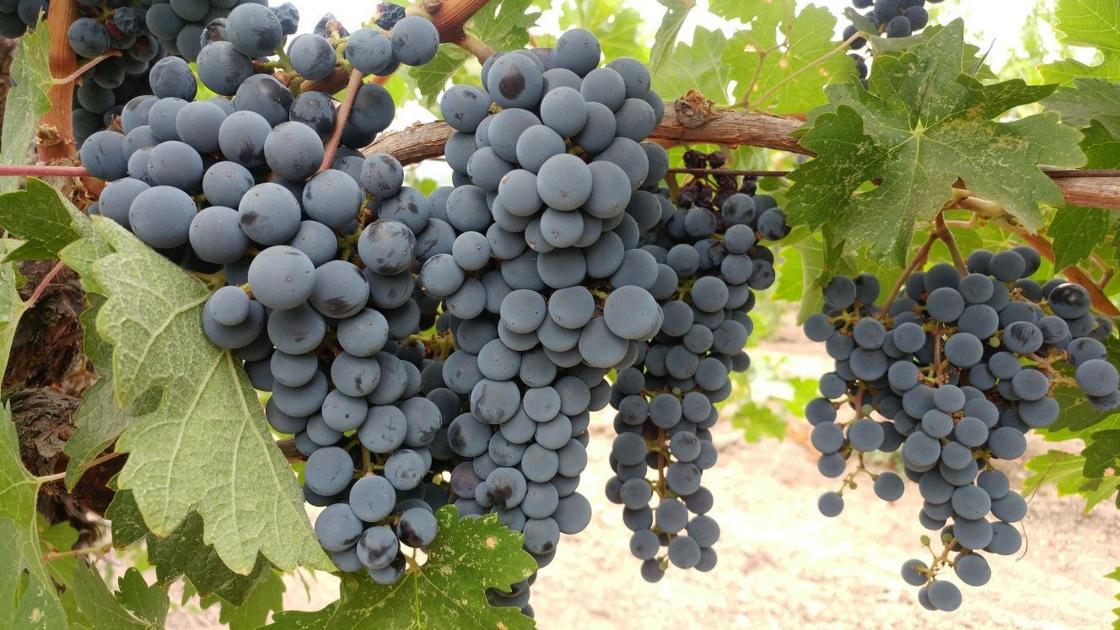 Napa Valley Harvest Report: ‘lovely Ripening Weather’ Continues photo